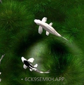 自由锦鲤动态壁纸v1.12.9截图