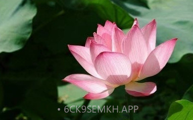 拍照识物全能王v1.2.6截图
