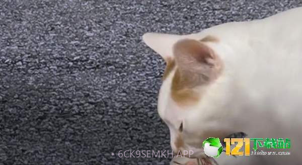 猫头怪谈3.12截图