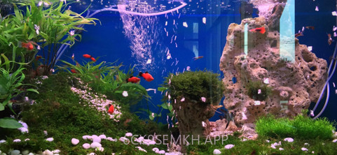聚源水族鱼粮端v1.6截图